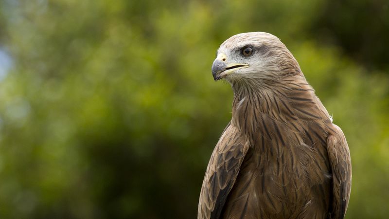 eagle, beak, predator, feathers, 4k