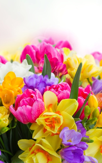 Earth Flower, Colors, Colorful, Purple Flower, Yellow Flower, Pink Flower, 1200x1920