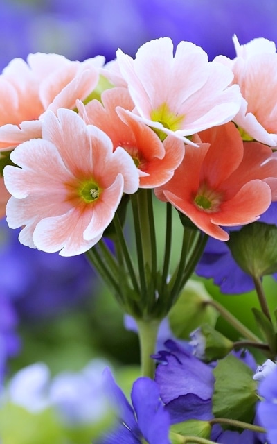 Earth Flower, Nature, Spring, 1200x1920