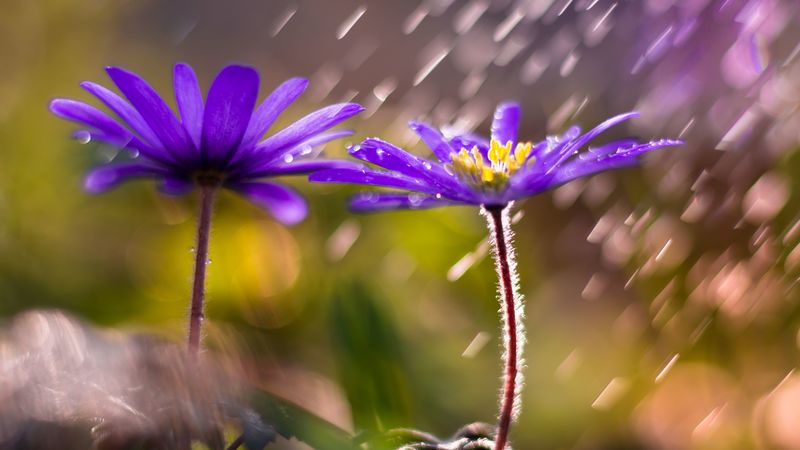flower, petals, purple, blur, 4k