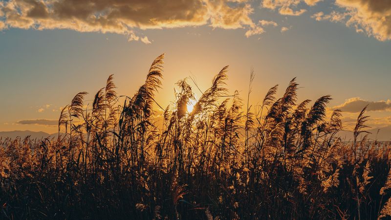 spike, grass, sun, dry, 4k