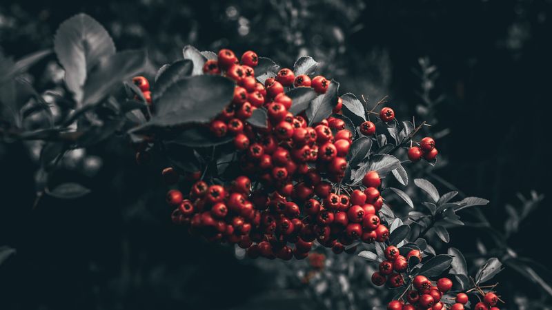 berry, mountain ash, branch, red, 4k