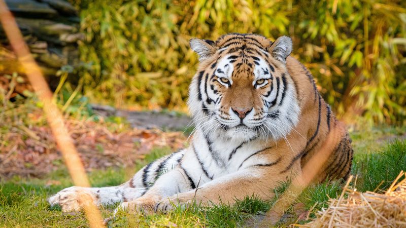 tiger, predator, animal, stripes, 4k