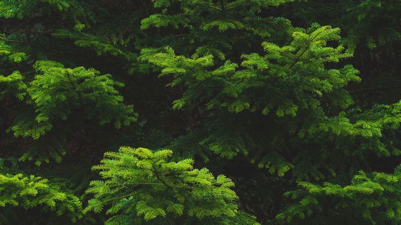 branch, needles, spruce, green, 4k