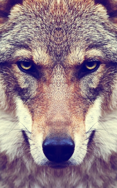 Animal Wolf, Stare, Muzzle, Face, 1200x1920
