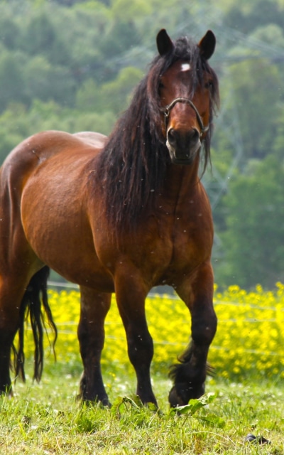 Animal Horse, 1200x1920
