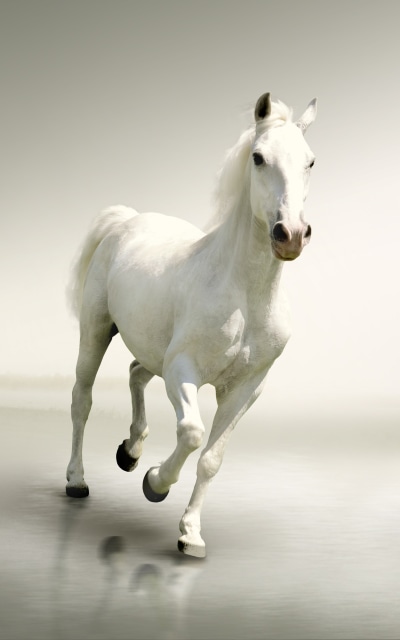 Animal Horse, 1200x1920
