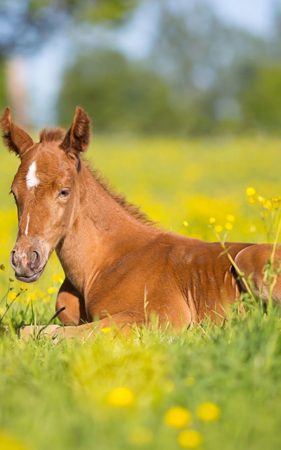 Animal Horse, Depth Of Field, Baby Animal, Foal, 1200x1920