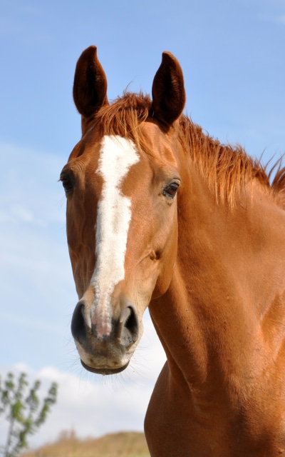 Animal Horse, 1200x1920
