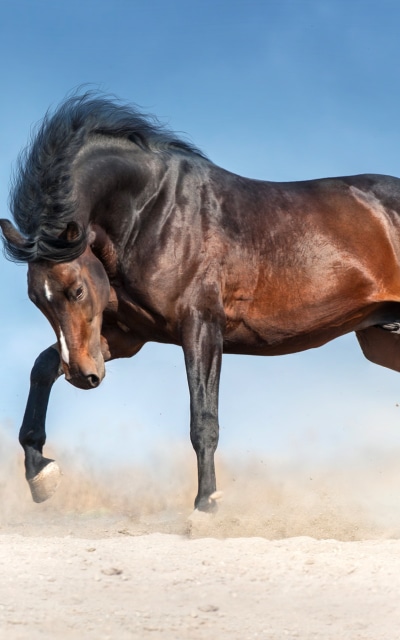 Animal Horse, 1200x1920