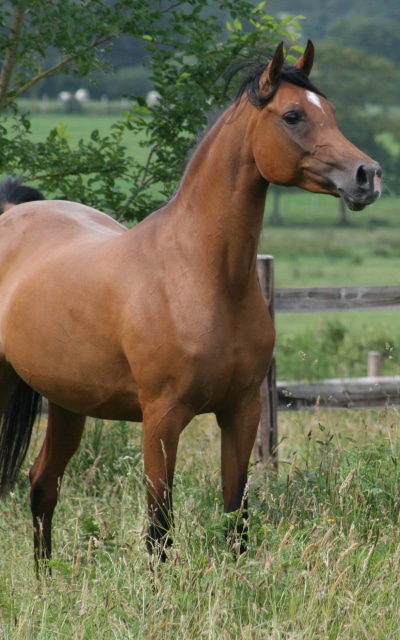 Animal Horse, 1200x1920