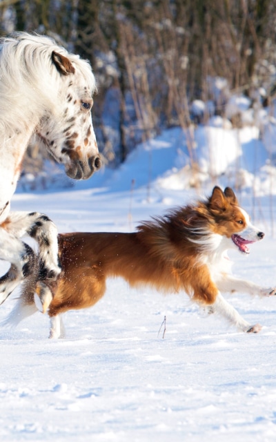 Animal Horse, Winter, Dog, Snow, 1200x1920