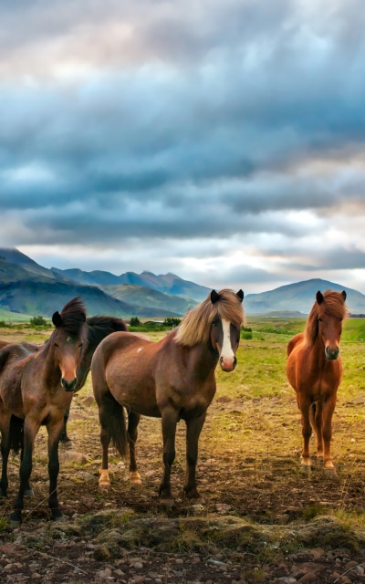 Animal Horse, Cloud, Landscape, 1200x1920