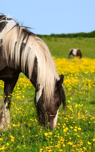 Animal Horse, Pony, Baby Animal, Grass, Yellow Flower, 1200x1920