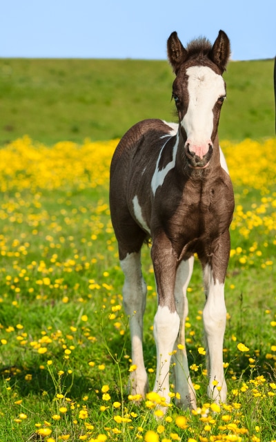 Animal Horse, Pony, Baby Animal, Grass, Yellow Flower, 1200x1920