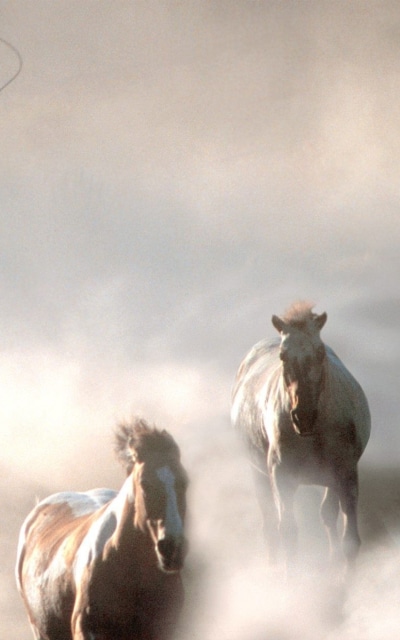 Animal Horse, 1200x1920