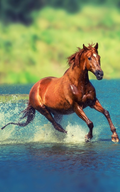 Animal Horse, 1200x1920