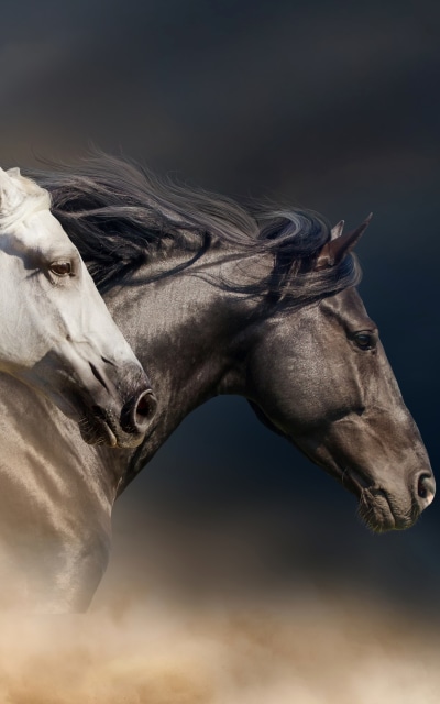 Animal Horse, 1200x1920