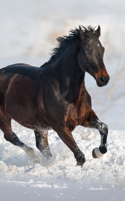 Animal Horse, 1200x1920