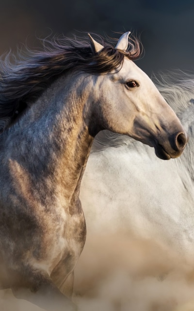 Animal Horse, 1200x1920
