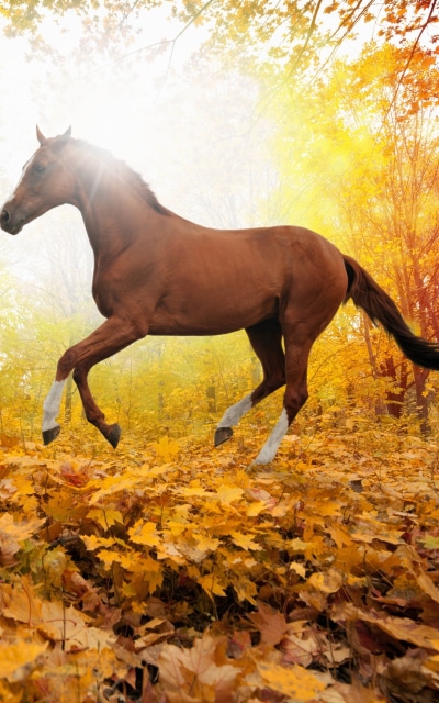 Animal Horse, 1200x1920