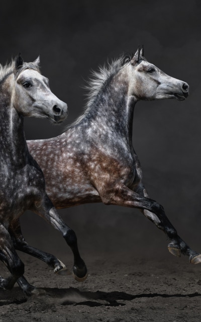 Animal Horse, 1200x1920