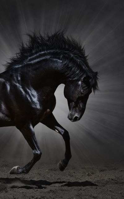 Animal Horse, 1200x1920