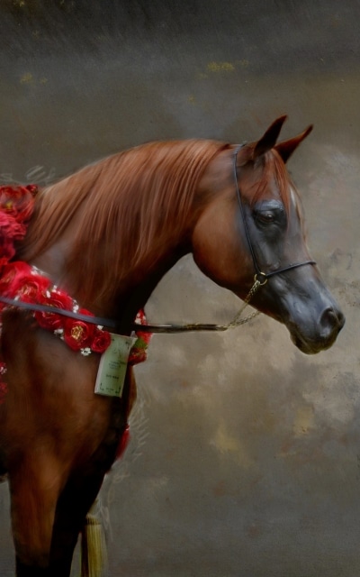Animal Horse, 1200x1920