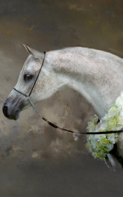 Animal Horse, 1200x1920