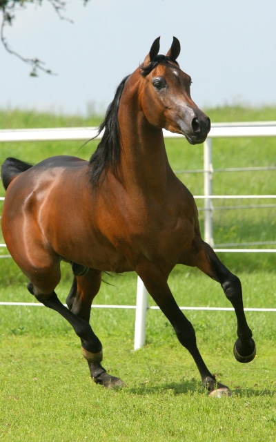 Animal Horse, 1200x1920