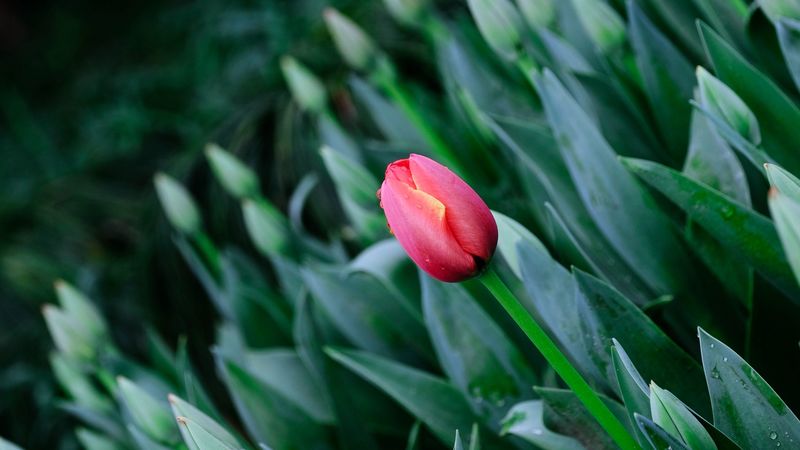tulip, flowers, bloom, spring, 4k