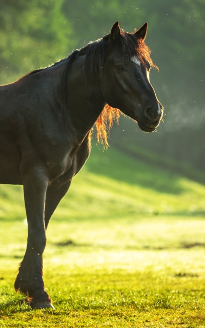 Animal Horse, Depth Of Field, 1200x1920