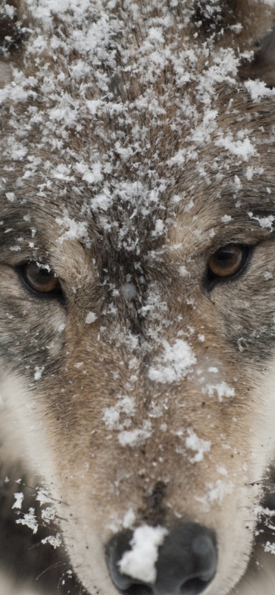 Animal Wolf, 1170x2532