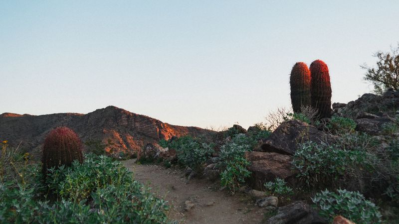 cactus, path, canyon, desert, 4k