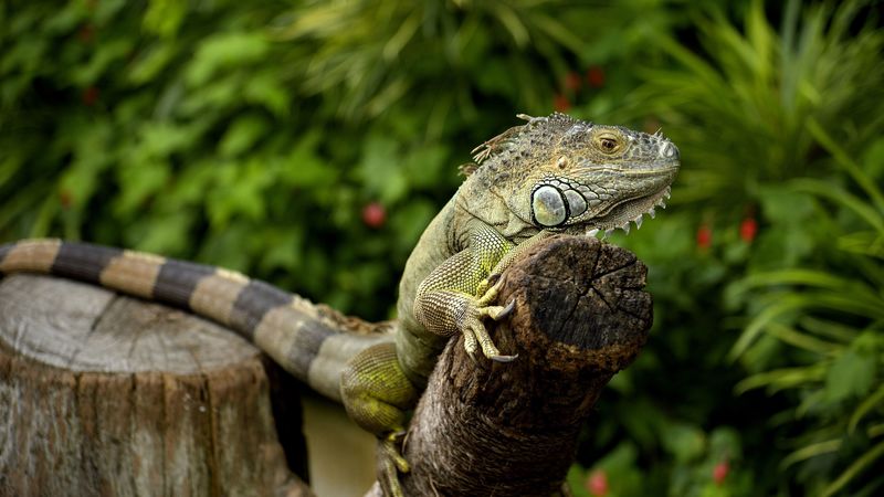 iguana, chameleon, lizard, reptile, 4k