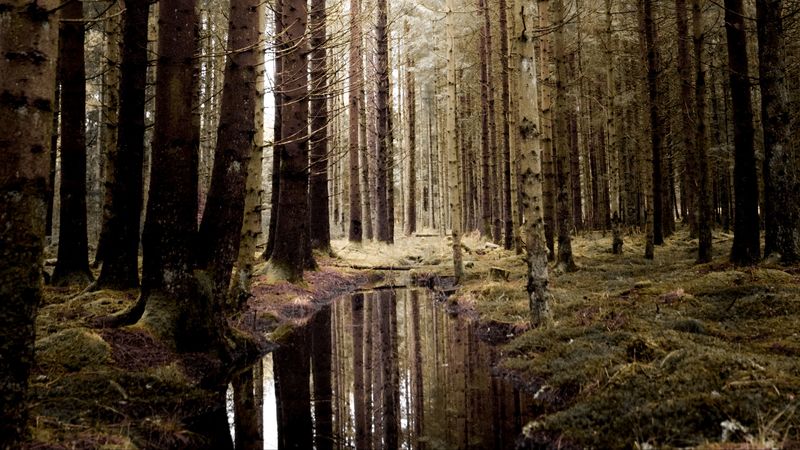 forest, water, spruce, trees, 4k