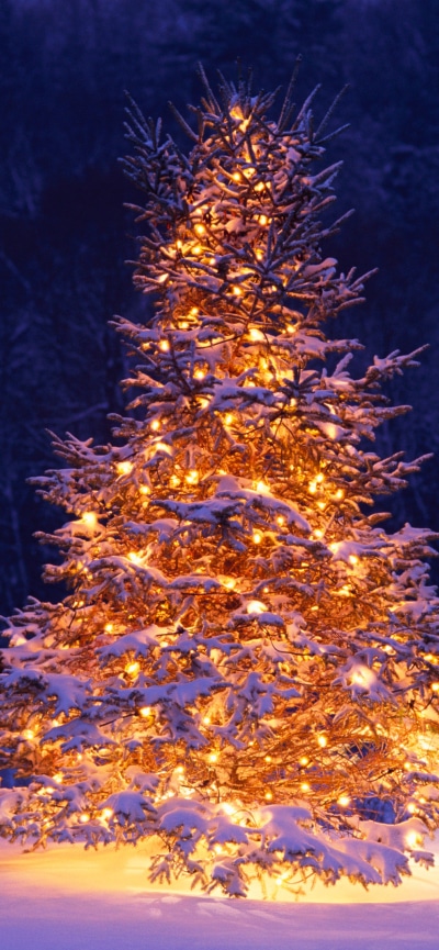Holiday Christmas, Christmas Tree, Snow, Winter, Ligths, Tree, 1170x2532