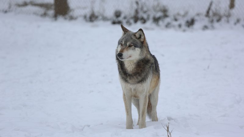 wolf, predator, gray, snow, fence, 4k