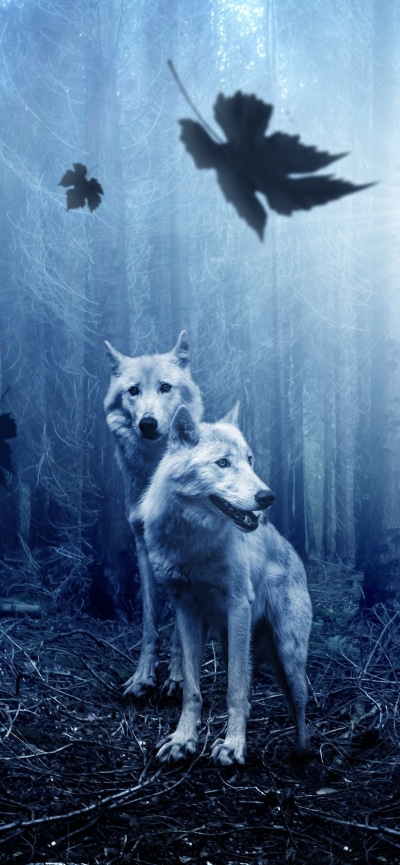 Animal Wolf, 1170x2532
