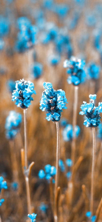 Earth Flower, Blue Flower, 1125x2436
