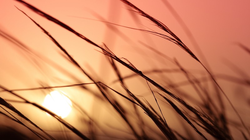 Meadows, 4K, grass, sunset