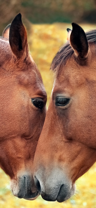 Animal Horse, Love, 1125x2436