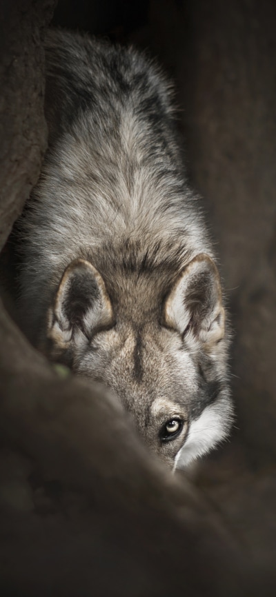Animal Wolf, Stare, 1125x2436
