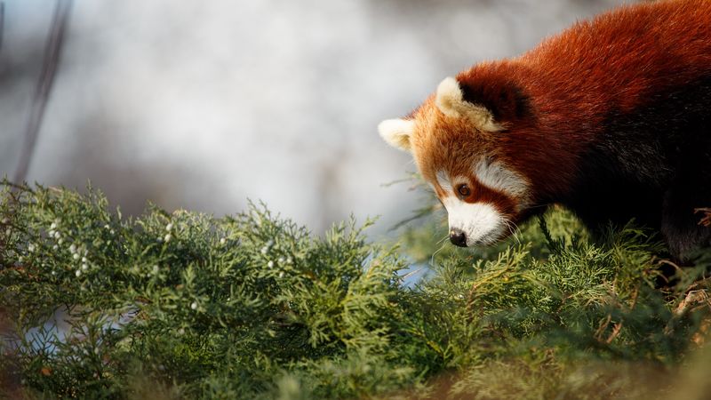 red panda, cute, panda, profile, 4k
