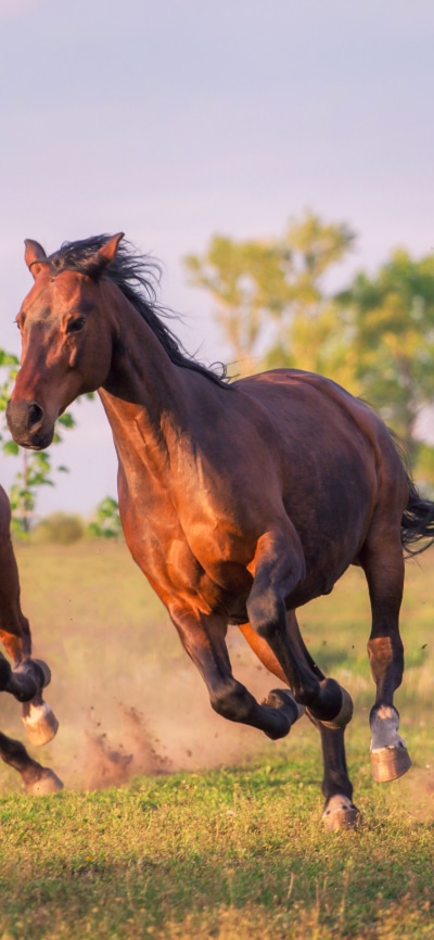 Animal Horse, 1125x2436