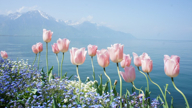 tulip, 4k, spring flowers, mountains