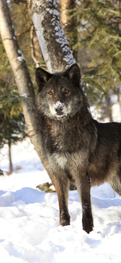 Animal Wolf, Winter, Snow, 1125x2436