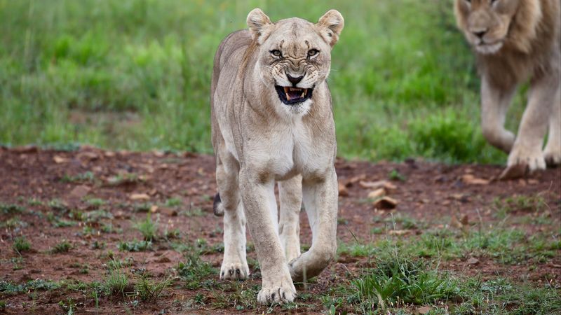 lioness, big cat, rage, 4k