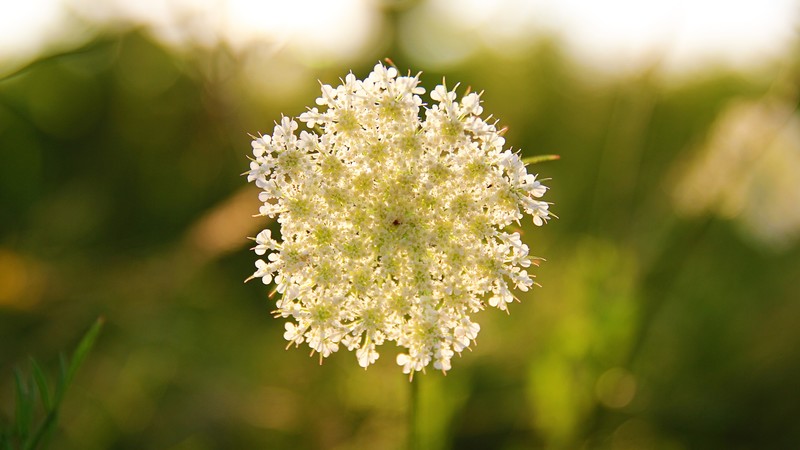 Wildflowers, 4k, flowers, white, blur