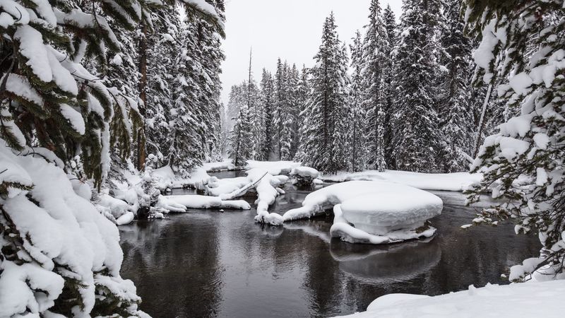 water, snow, forest, snowy, 4k